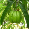il frutto della Garcinia Cambogia