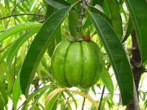 il frutto della Garcinia Cambogia