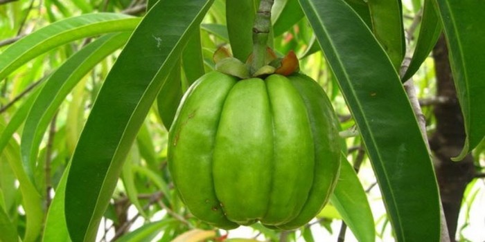 il frutto della Garcinia Cambogia